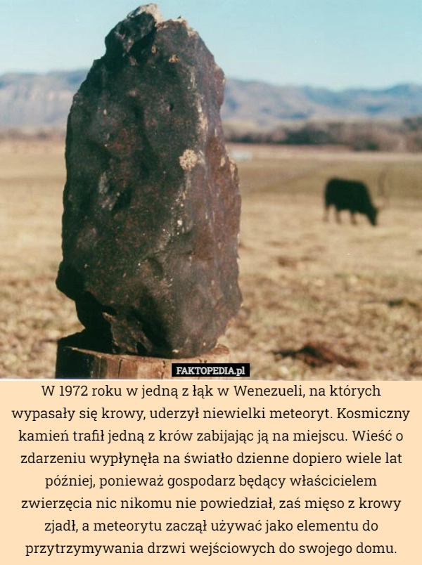 
    W 1972 roku w jedną z łąk w Wenezueli, na których wypasały się krowy, uderzył