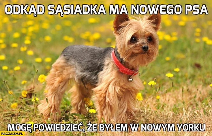 
    Odkąd sąsiadka ma nowego psa mogę powiedzieć, że byłem w Nowym Jorku york