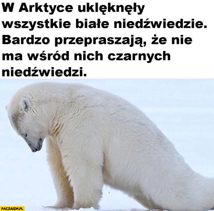 
    W Arktyce uklękły wszystkie białe niedźwiedzie bardzo przepraszają, że nie ma wśród nich czarnych niedzwiedzi