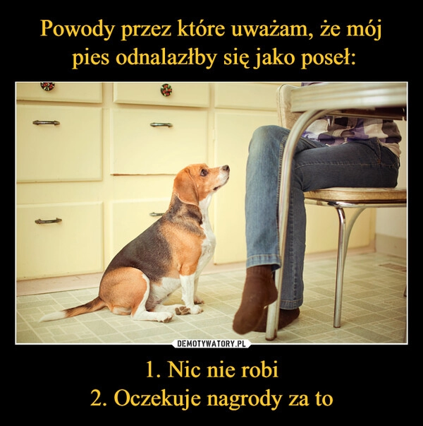 
    Powody przez które uważam, że mój
 pies odnalazłby się jako poseł: 1. Nic nie robi
2. Oczekuje nagrody za to