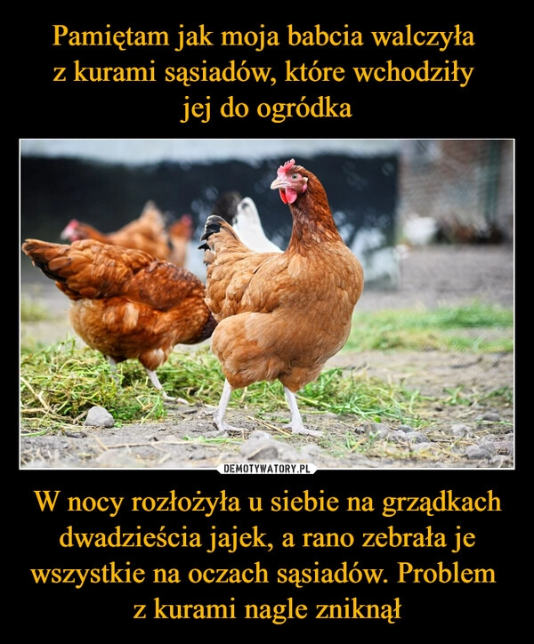 
    Pamiętam jak moja babcia walczyła 
z kurami sąsiadów, które wchodziły 
jej do ogródka W nocy rozłożyła u siebie na grządkach dwadzieścia jajek, a rano zebrała je wszystkie na oczach sąsiadów. Problem 
z kurami nagle zniknął