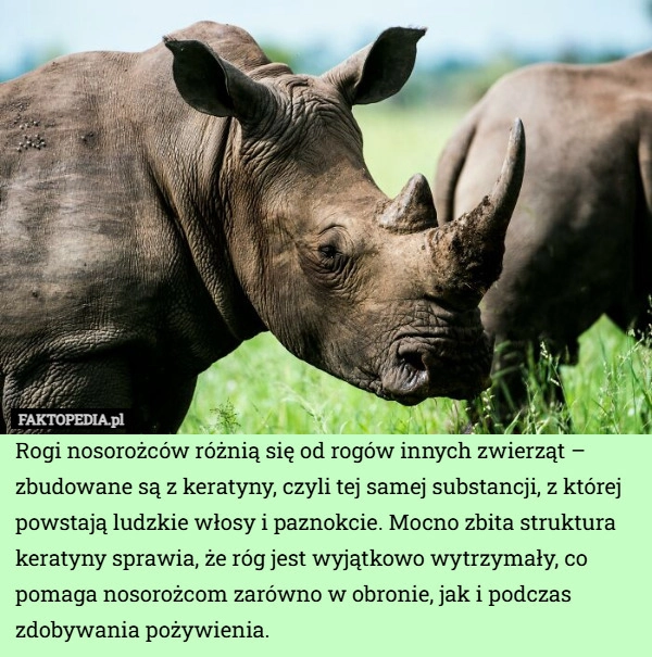 
    Rogi nosorożców różnią się od rogów innych zwierząt – zbudowane są z keratyny,