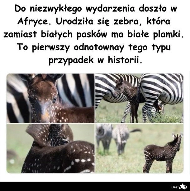 
    Zebra w plamki 