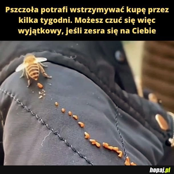 
    Dziękuję, pszczoło! 