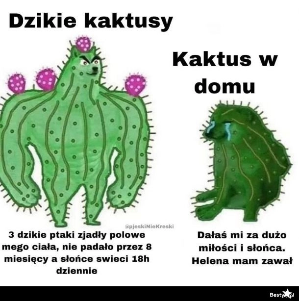 
    Kaktusy 