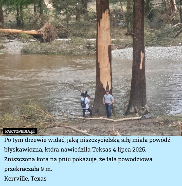 
    Po tym drzewie widać, jaką niszczycielską siłę miała powódź błyskawiczna,