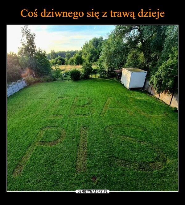 
    Coś dziwnego się z trawą dzieje