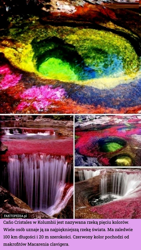 
    Caño Cristales w Kolumbii jest nazywana rzeką pięciu kolorów. Wiele osób