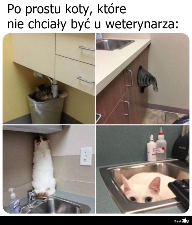 
    Koty u weterynarza 