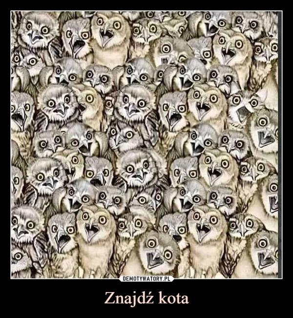 
    Znajdź kota