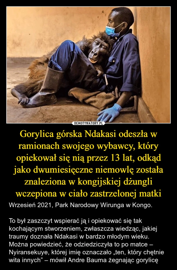 
    Gorylica górska Ndakasi odeszła w ramionach swojego wybawcy, który opiekował się nią przez 13 lat, odkąd jako dwumiesięczne niemowlę została znaleziona w kongijskiej dżungli wczepiona w ciało zastrzelonej matki