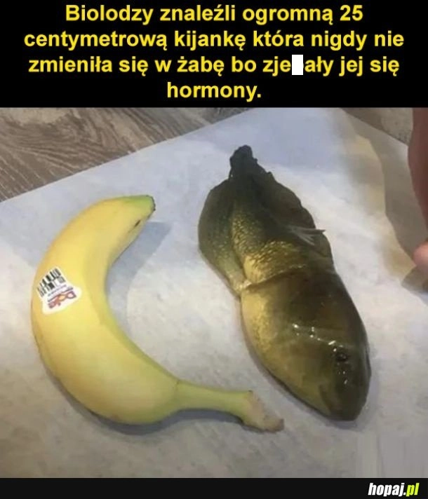 Ogromna kijanka
