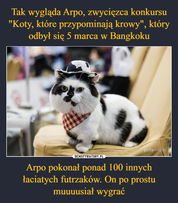 
    Tak wygląda Arpo, zwycięzca konkursu "Koty, które przypominają krowy", który odbył się 5 marca w Bangkoku Arpo pokonał ponad 100 innych łaciatych futrzaków. On po prostu muuuusiał wygrać