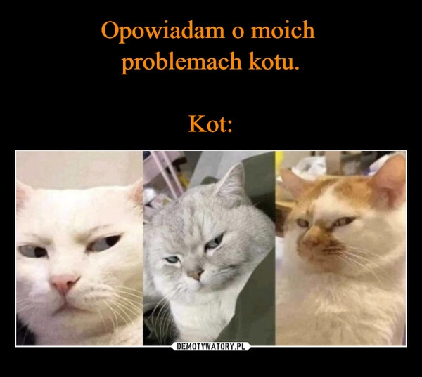 
    Opowiadam o moich 
problemach kotu.

Kot: