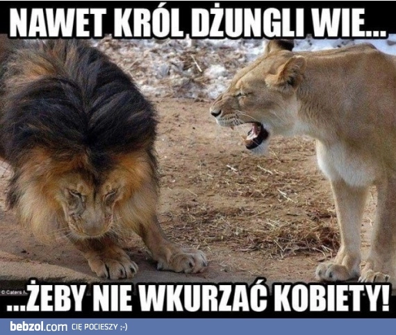 
    Król dżungli
