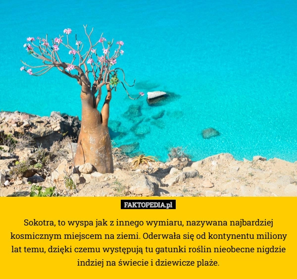 
    Sokotra, to wyspa jak z innego wymiaru, nazywana najbardziej kosmicznym