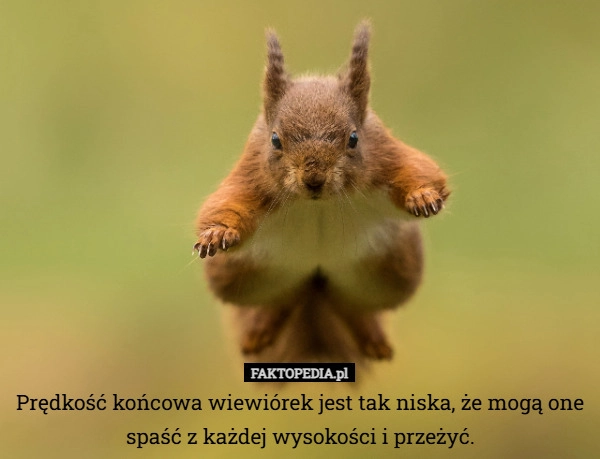 
    Prędkość końcowa wiewiórek jest tak niska, że ​​mogą one spaść z każdej