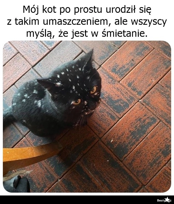 
    Ciekawe umaszczenie 