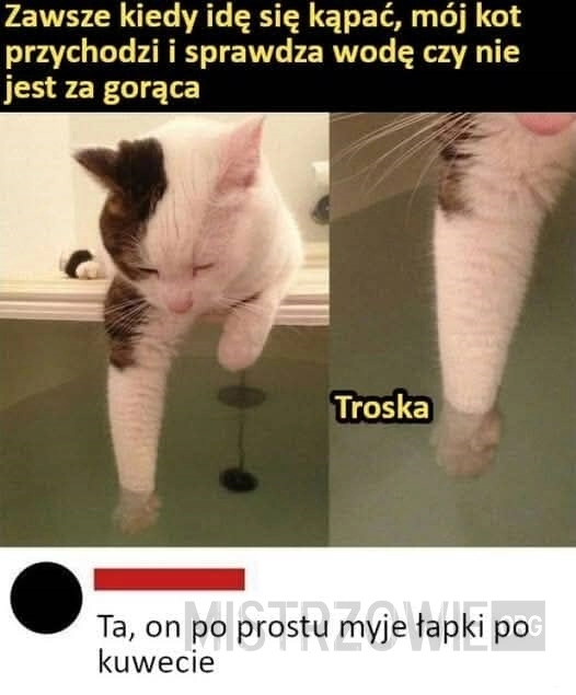 
    Kochany kotek