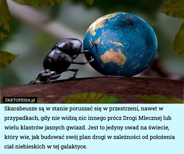 
    Skarabeusze są w stanie poruszać się w przestrzeni, nawet w przypadkach,