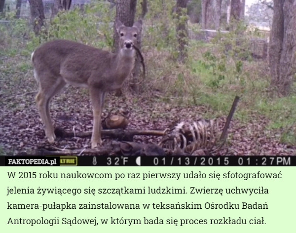 
    
			W 2015 roku naukowcom po raz pierwszy udało się sfotografować jelenia żywiącego...					