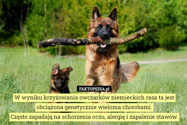 
    
			W wyniku krzyżowania owczarków niemieckich rasa ta jest obciążona genetycznie...					