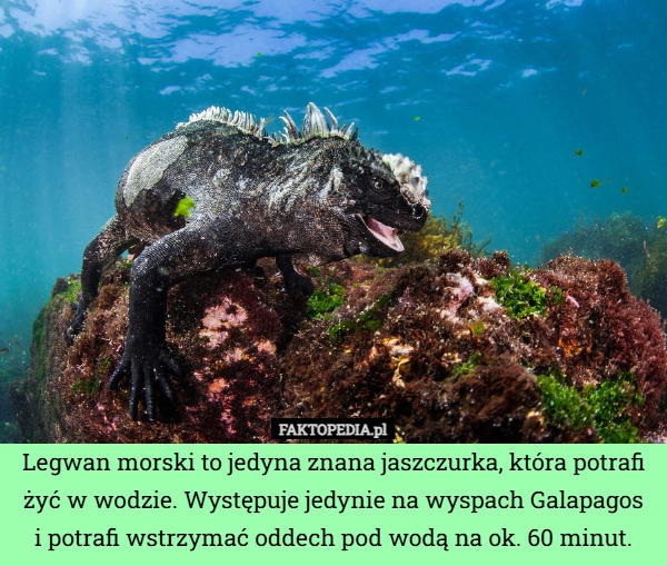 
    Legwan morski to jedyna znana jaszczurka, która potrafi żyć w wodzie. Występuje