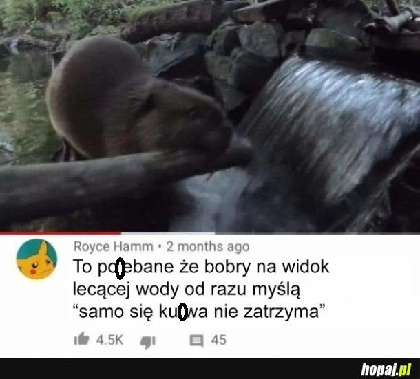 
    Bobry są dziwne