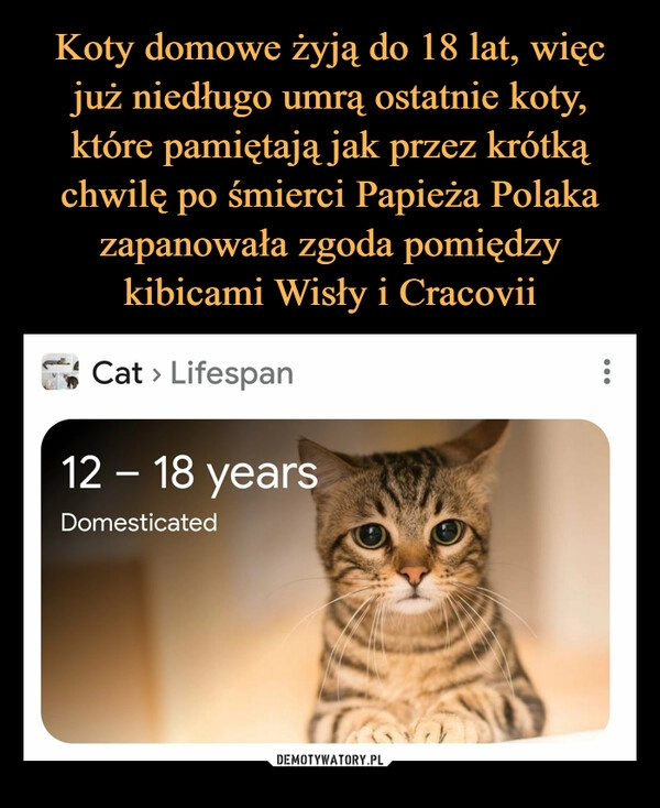 
    Koty domowe żyją do 18 lat, więc już niedługo umrą ostatnie koty, które pamiętają jak przez krótką chwilę po śmierci Papieża Polaka zapanowała zgoda pomiędzy kibicami Wisły i Cracovii