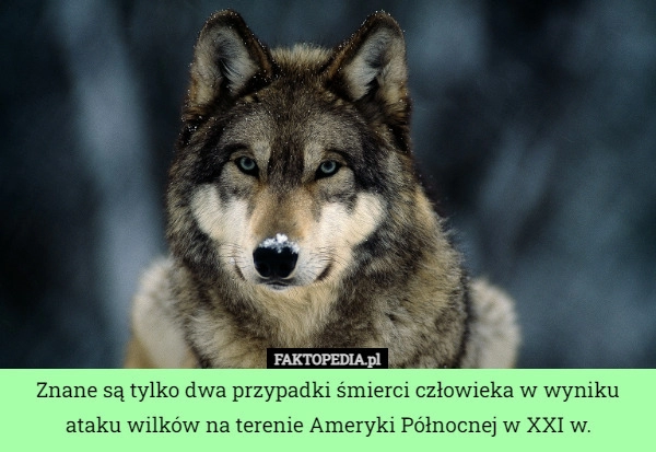 
    
			Znane są tylko dwa przypadki śmierci człowieka w wyniku ataku wilków na...					