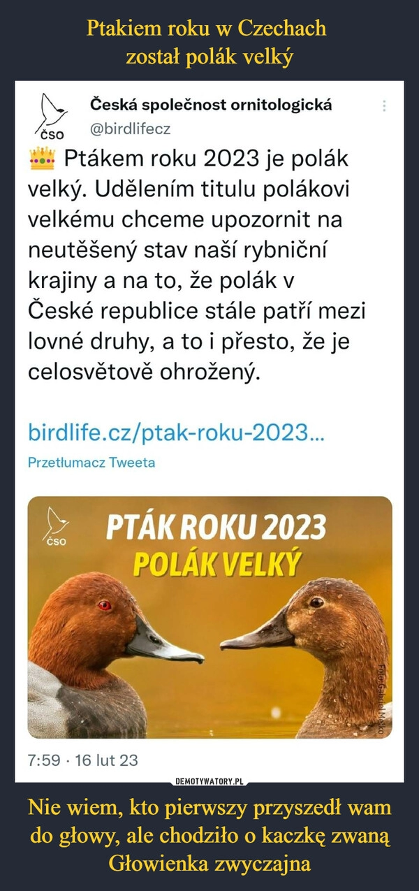 
    Ptakiem roku w Czechach 
został polák velký Nie wiem, kto pierwszy przyszedł wam do głowy, ale chodziło o kaczkę zwaną Głowienka zwyczajna