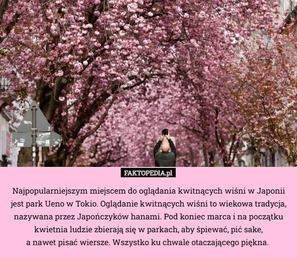 
    Najpopularniejszym miejscem do oglądania kwitnących wiśni w Japonii jest