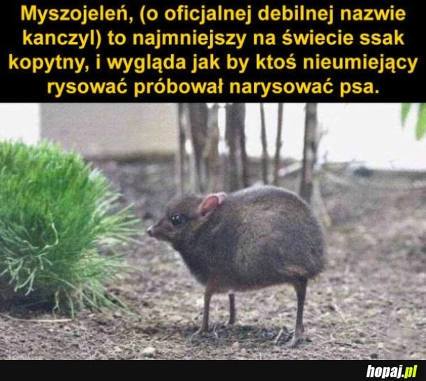 
    Myszojeleń