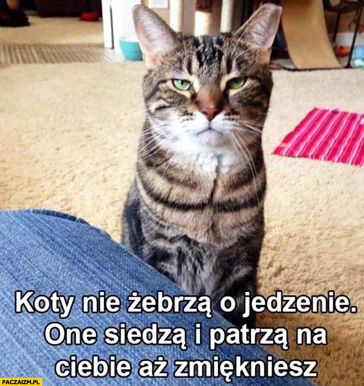 Koty nie żebrzą o jedzenie, one siedzą i patrzą na Ciebie aż zmiękniesz