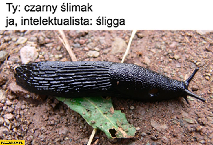 
    Ty: czarny ślimak, ja intelektualista: śligga