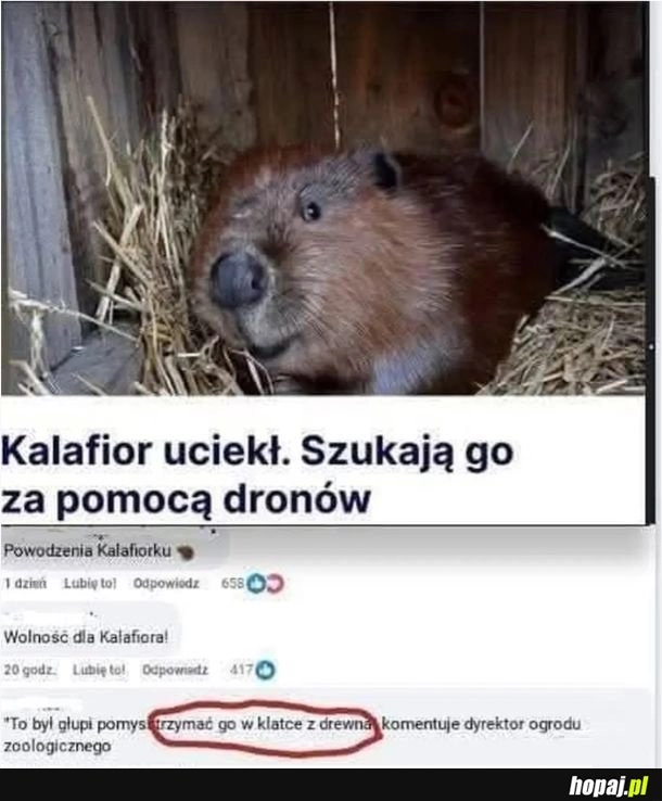 
    Wolność dla Kalafiora