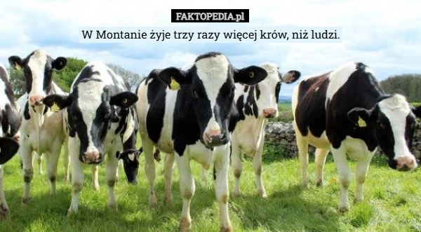 
    W Montanie żyje trzy razy więcej krów, niż ludzi.