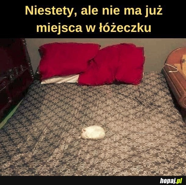 
    Zajęte