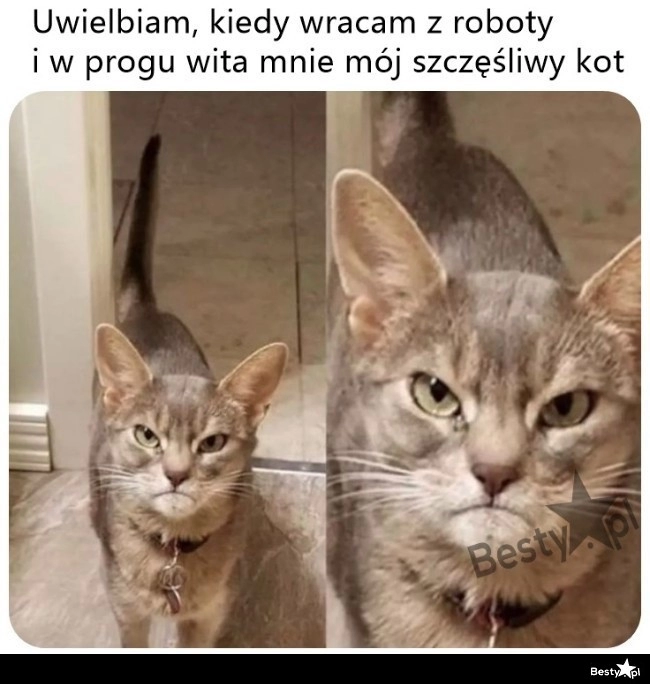 
    Szczęśliwy kotek 