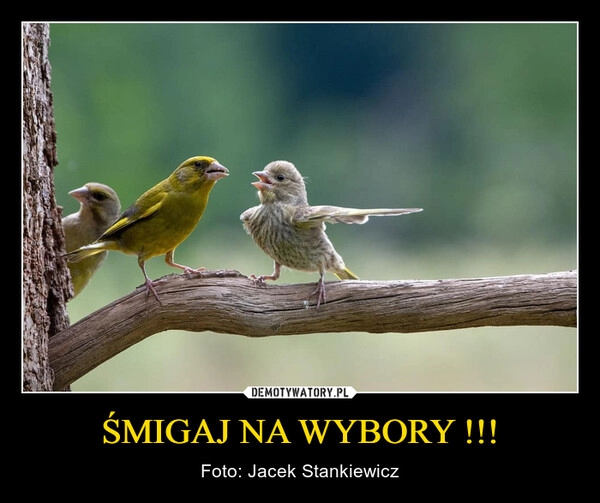 
    ŚMIGAJ NA WYBORY !!!