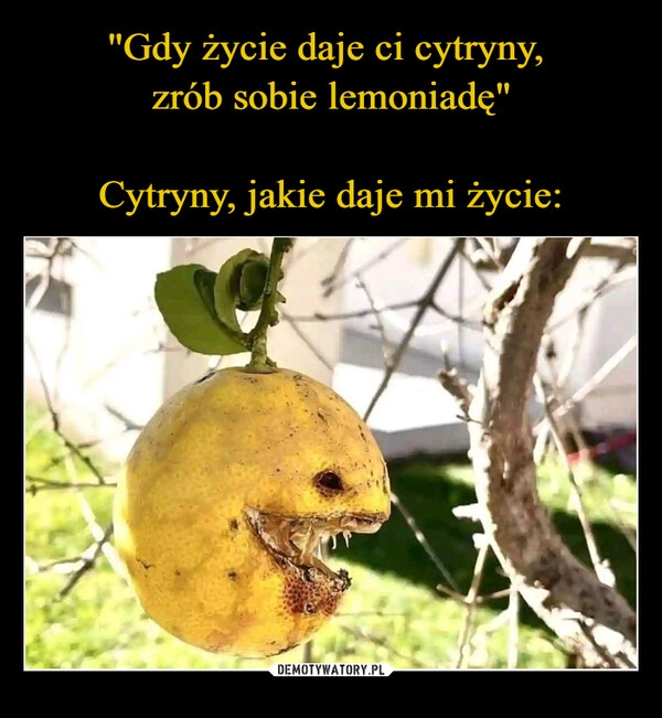 
    "Gdy życie daje ci cytryny, 
zrób sobie lemoniadę"

Cytryny, jakie daje mi życie: