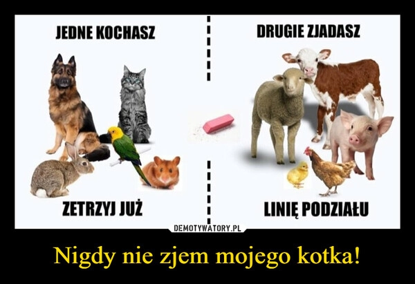 
    Nigdy nie zjem mojego kotka!