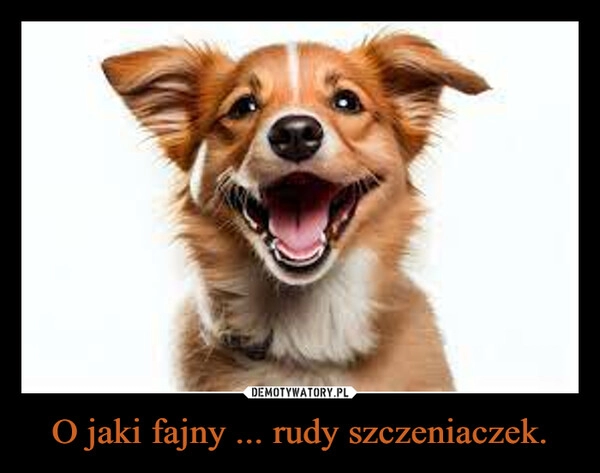 
    O jaki fajny ... rudy szczeniaczek.