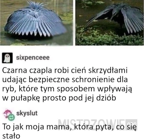 
    Czapla