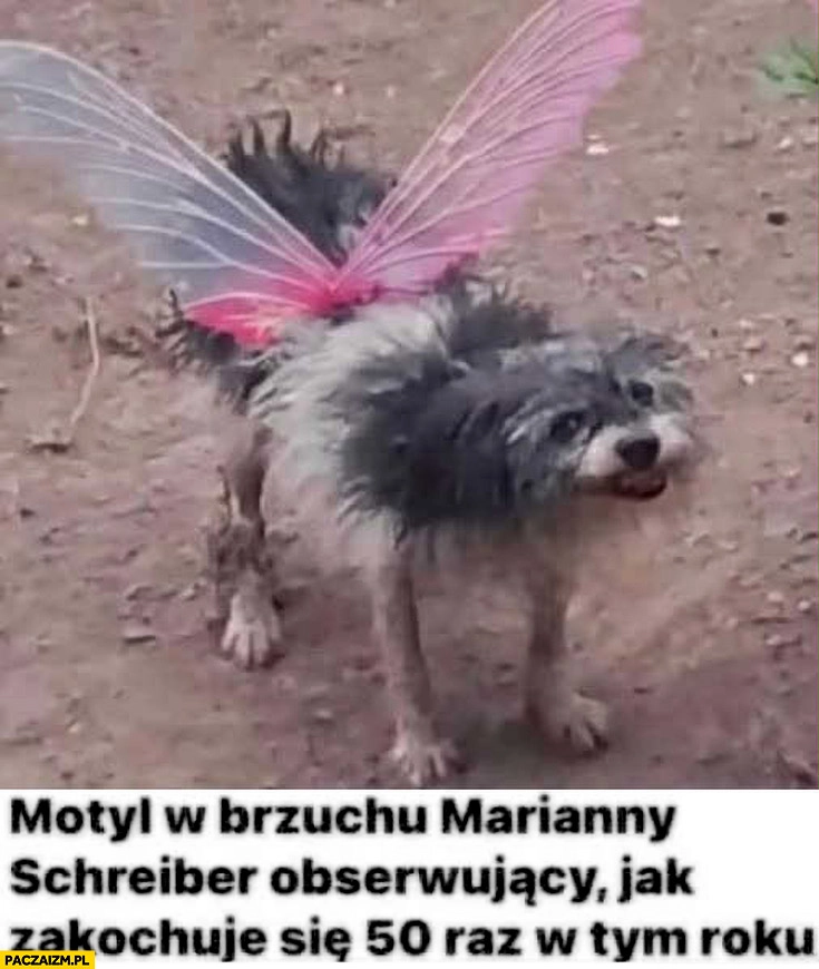 
    Motyl w brzuchu Marianny Schreiber obserwujący jak zakochuje się 50. raz w tym roku