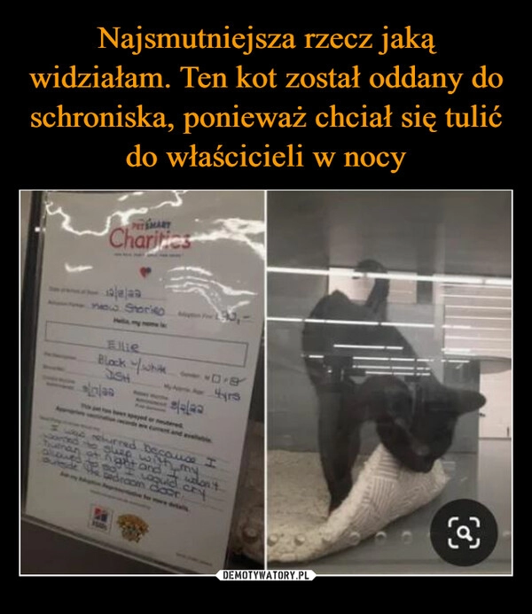 
    Najsmutniejsza rzecz jaką widziałam. Ten kot został oddany do schroniska, ponieważ chciał się tulić do właścicieli w nocy