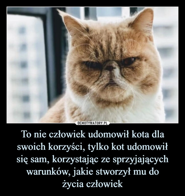 
    To nie człowiek udomowił kota dla swoich korzyści, tylko kot udomowił
się sam, korzystając ze sprzyjających warunków, jakie stworzył mu do
życia człowiek