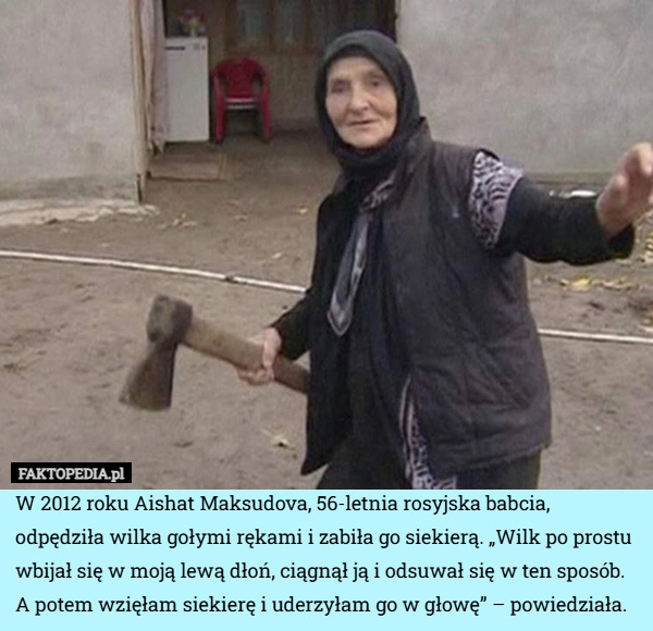 
    W 2012 roku Aishat Maksudova, 56-letnia rosyjska babcia, odpędziła wilka