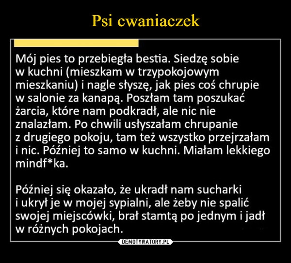 
    Psi cwaniaczek