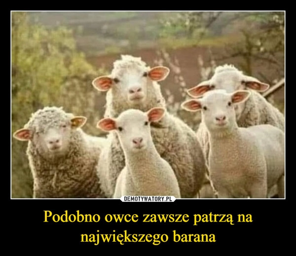 
    Podobno owce zawsze patrzą na największego barana